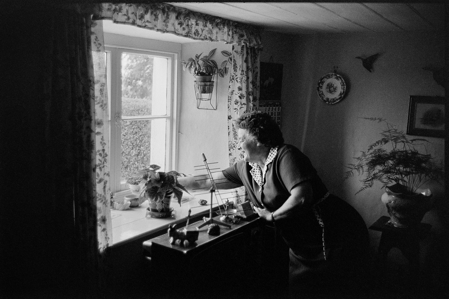 Cottage interior, woman with flowers and sitting at doorway getting ready for show. 
[Mrs Piper checking a pot plant in the window sill of her cottage at Upcott, Dolton, before Dolton Flower Show. Various plants and ornaments are displayed on the walls and sideboard in her living room.]