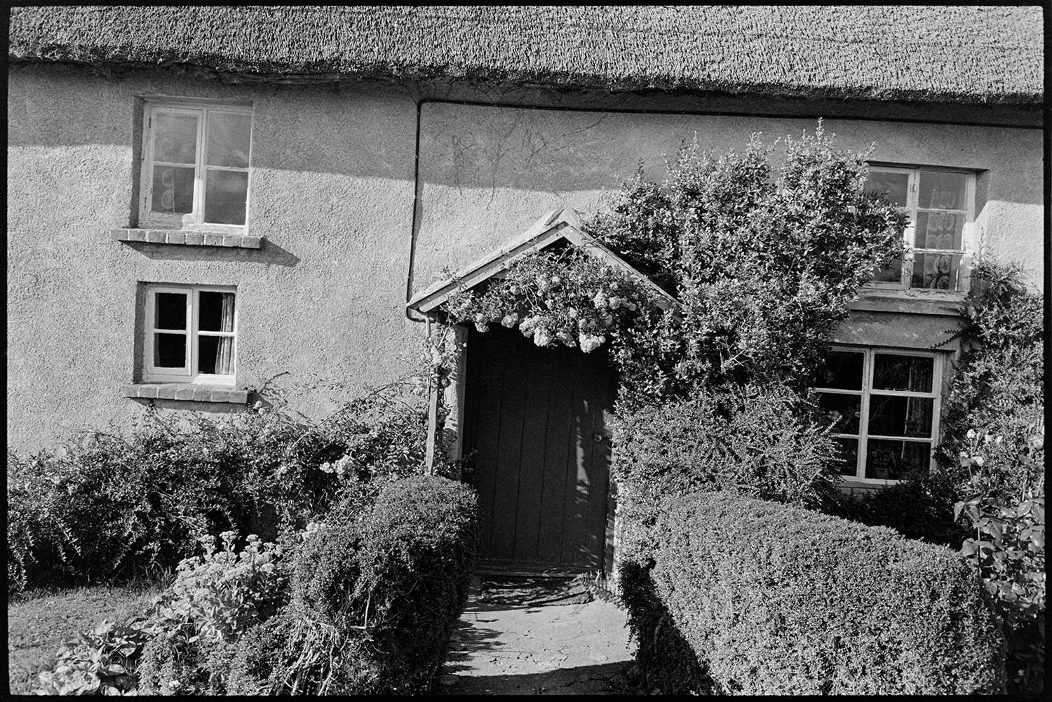 Front of thatched cottage with porch. 
[The front of Paradise Cottage at Iddesleigh. The roof is thatched and a flower is growing around the porch.]