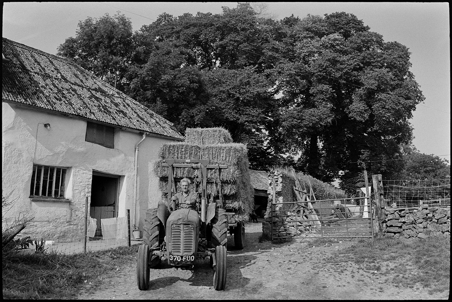 Haymaking, tractor and trailer being loaded and brought in past elm trees. Old tractor, orchard. 
[Alf Pugsley driving a tractor and trailer loaded with hay bales into the farmyard at Lower Langham, Dolton. He is passing a barn with a corrugated iron roof.]