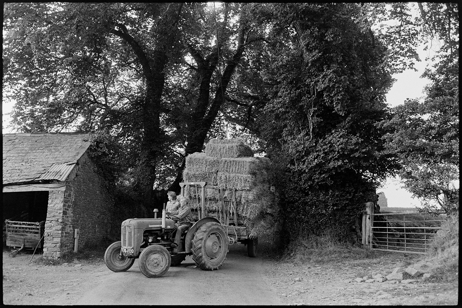 Haymaking, load of hay driving through elm trees. 
[Alf Pugsley and another person driving a tractor and trailer loaded with hay bales into the farmyard at Lower Langham, Dolton, past elm trees.]
