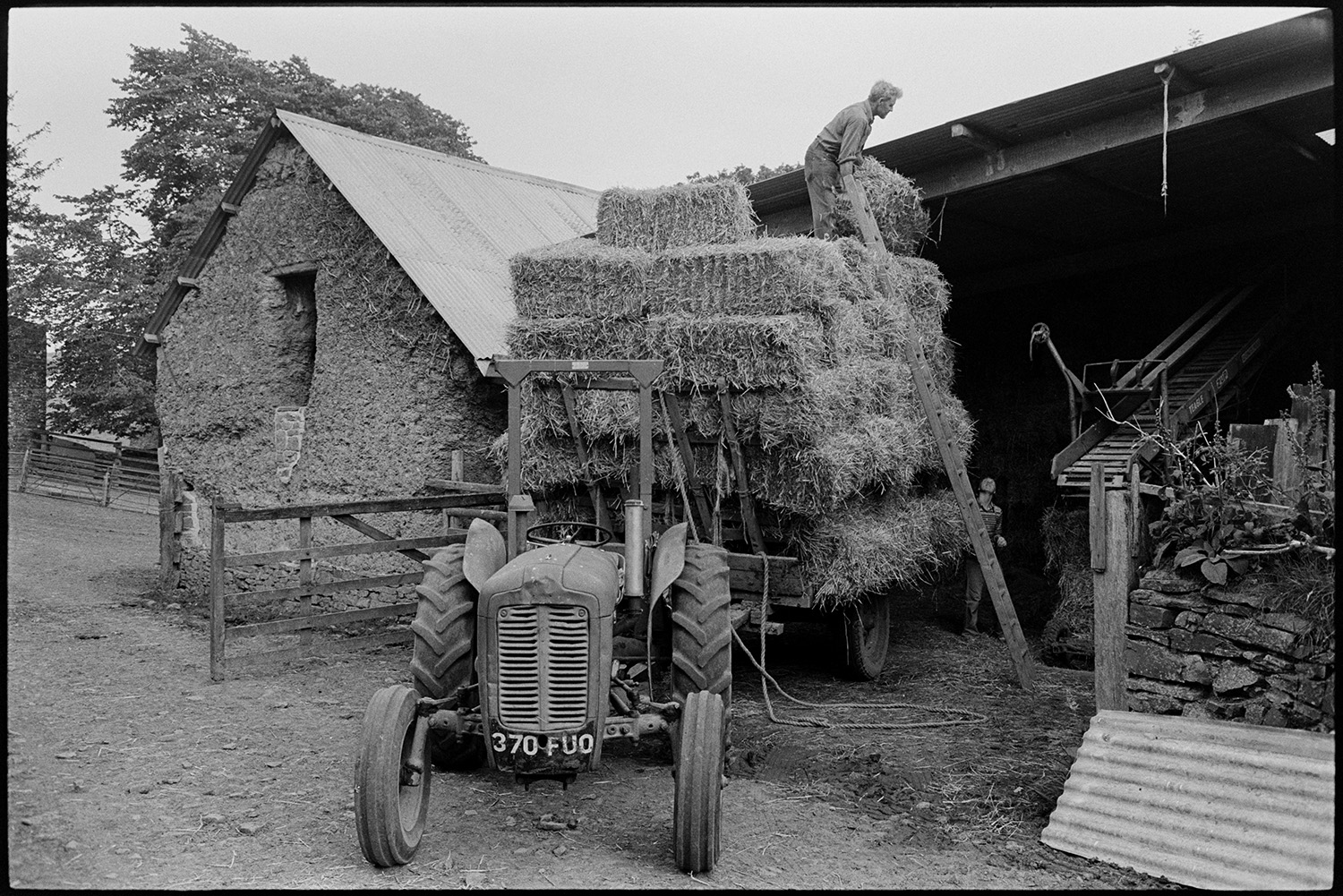 Haymaking, load of hay driving through elm trees. 
[Alf Pugsley unloading hay bales from a tractor and trailer into a barn at Lower Langham, Dolton. A ladder is against the trailer and an elevator can be seen in the barn.]