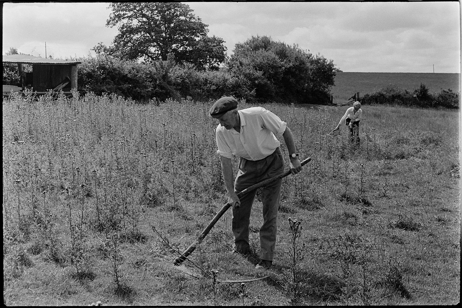Man scything thistles. 
[A man, possibly Mr Allin, scything thistles in a field on Rectory Road, Dolton. Another person is also cutting thistles in the background, possibly using a billhook.]