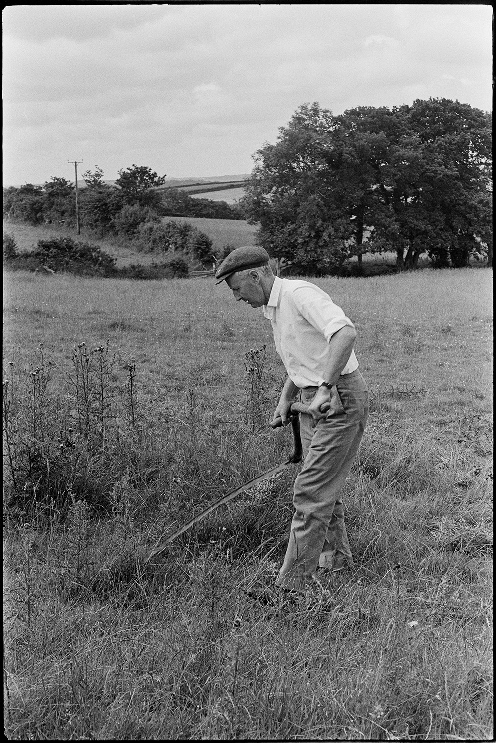 Man scything thistles. 
[A man, possibly Mr Allin, scything thistles in a field on Rectory Road, Dolton. Trees and other fields can be seen in the background.]