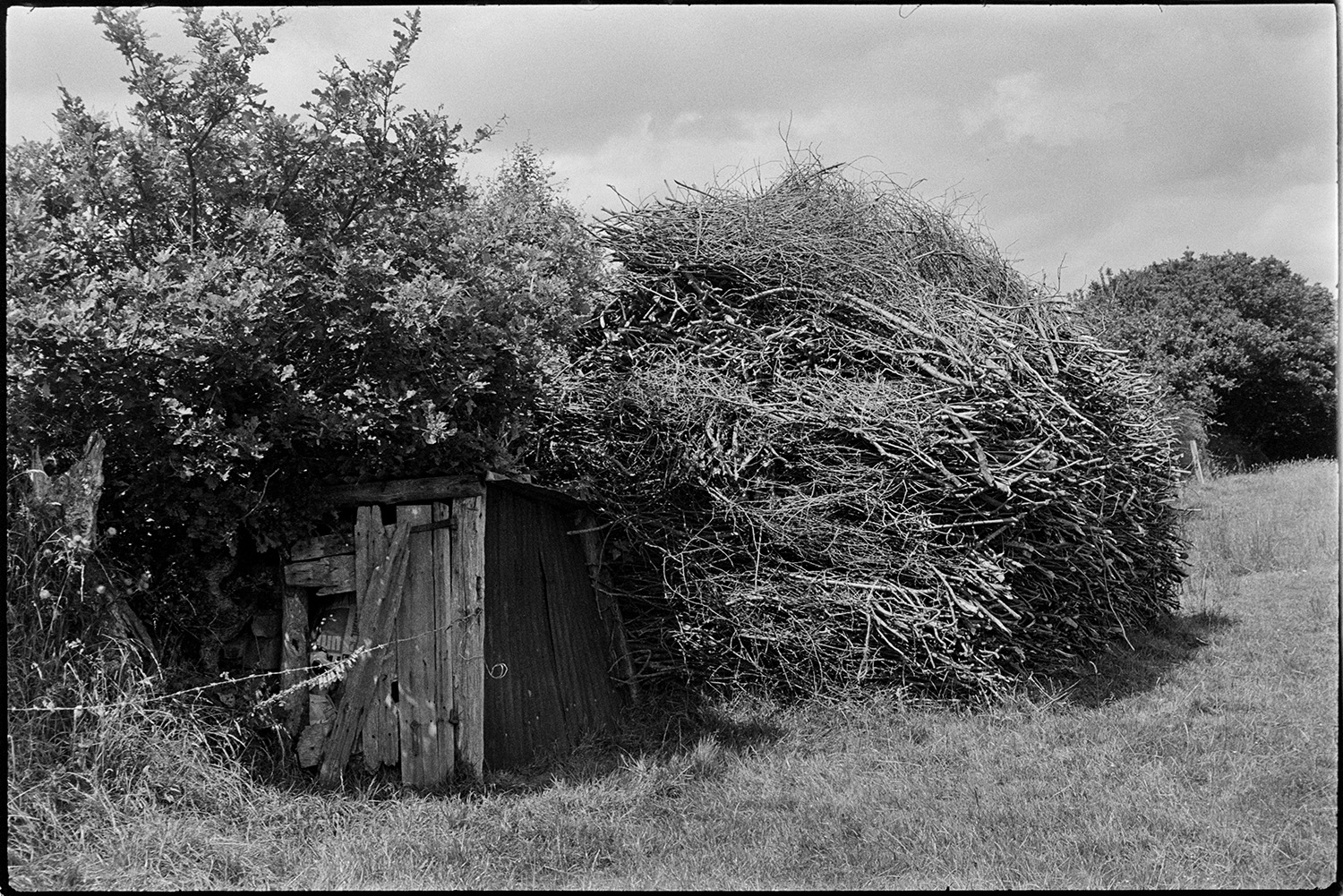 Wood rick, woodpile. <br />
[A wood rick or a wood pile in a field next to a ramshackle wooden and corrugated iron shed, at Rectory Road, Dolton.]