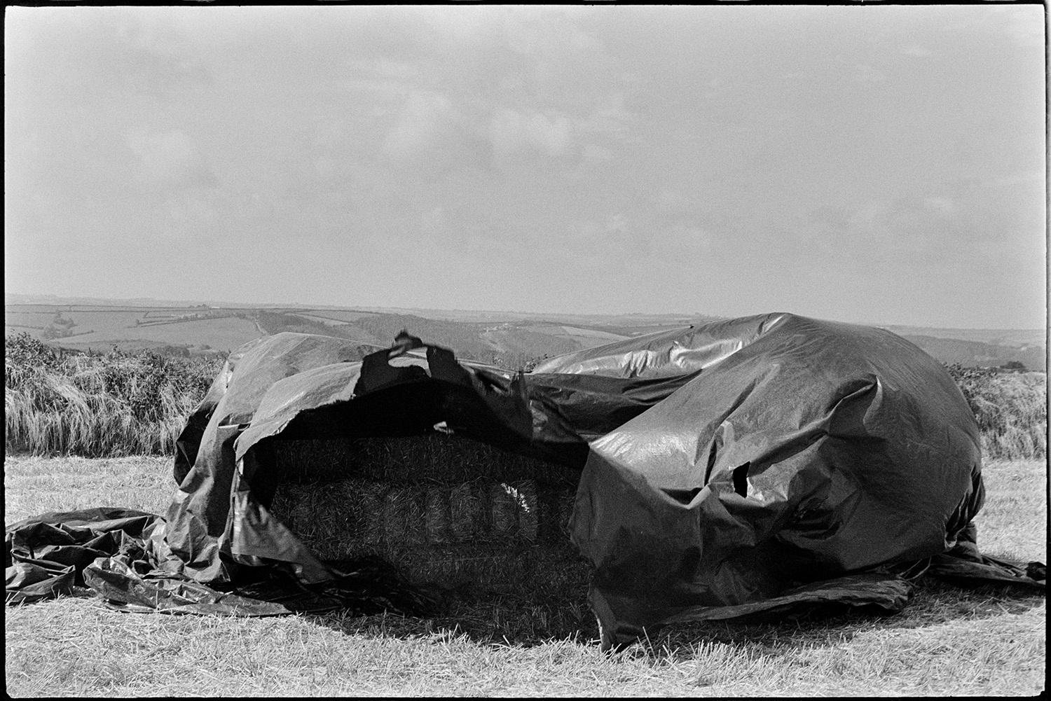 Bales covered with polythene sheet blown in wind. 
[Hay bales covered by a polythene sheet blowing in the wind, in a field at Beaford.]