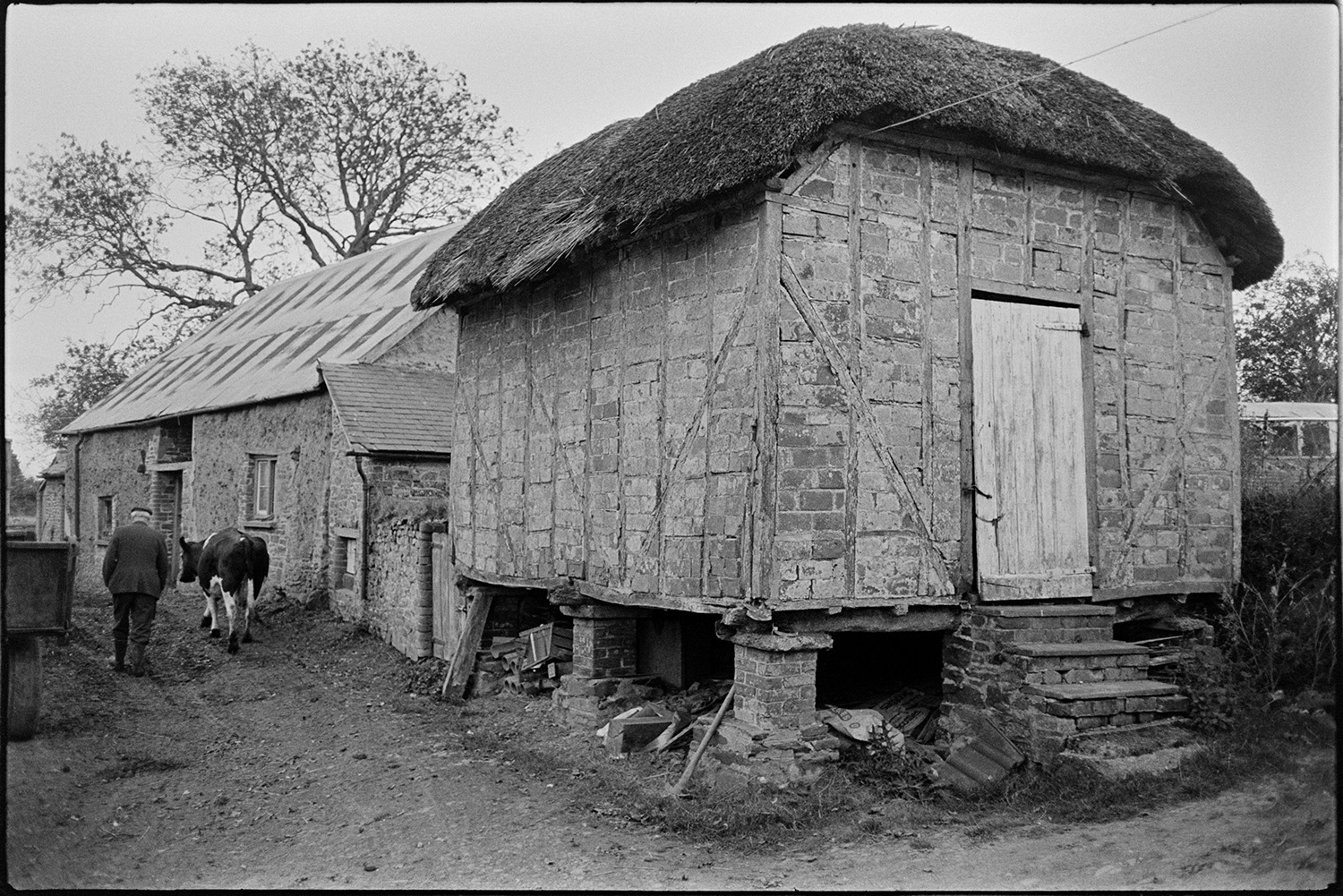 Thatched brick granary with timber frame standing on brick pillars. 
[A timber framed thatched, brick granary building in the farmyard at Higher House, Atherington. The granary is on brick pillars. Mr Wescott is herding a cow past the granary and another barn in the background.]
