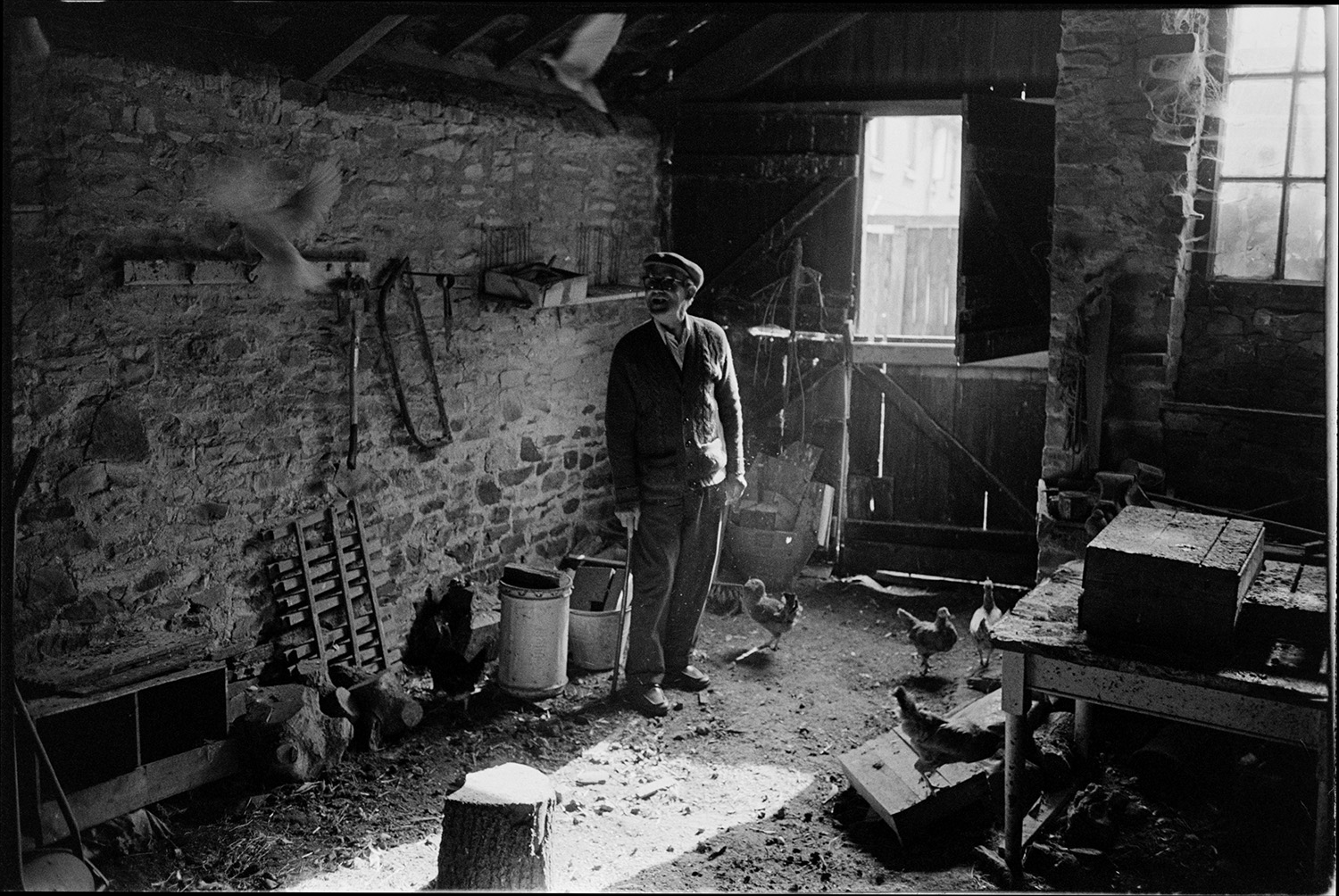 Man with his doves, pigeons and bantams in wheelwright's shop. 
[Mr Bright with doves and bantams in a former wheelwright's workshop by the churchyard path in Beaford. Various items of wood and logs are strewn around the workshop, and tools are hung on the wall.]