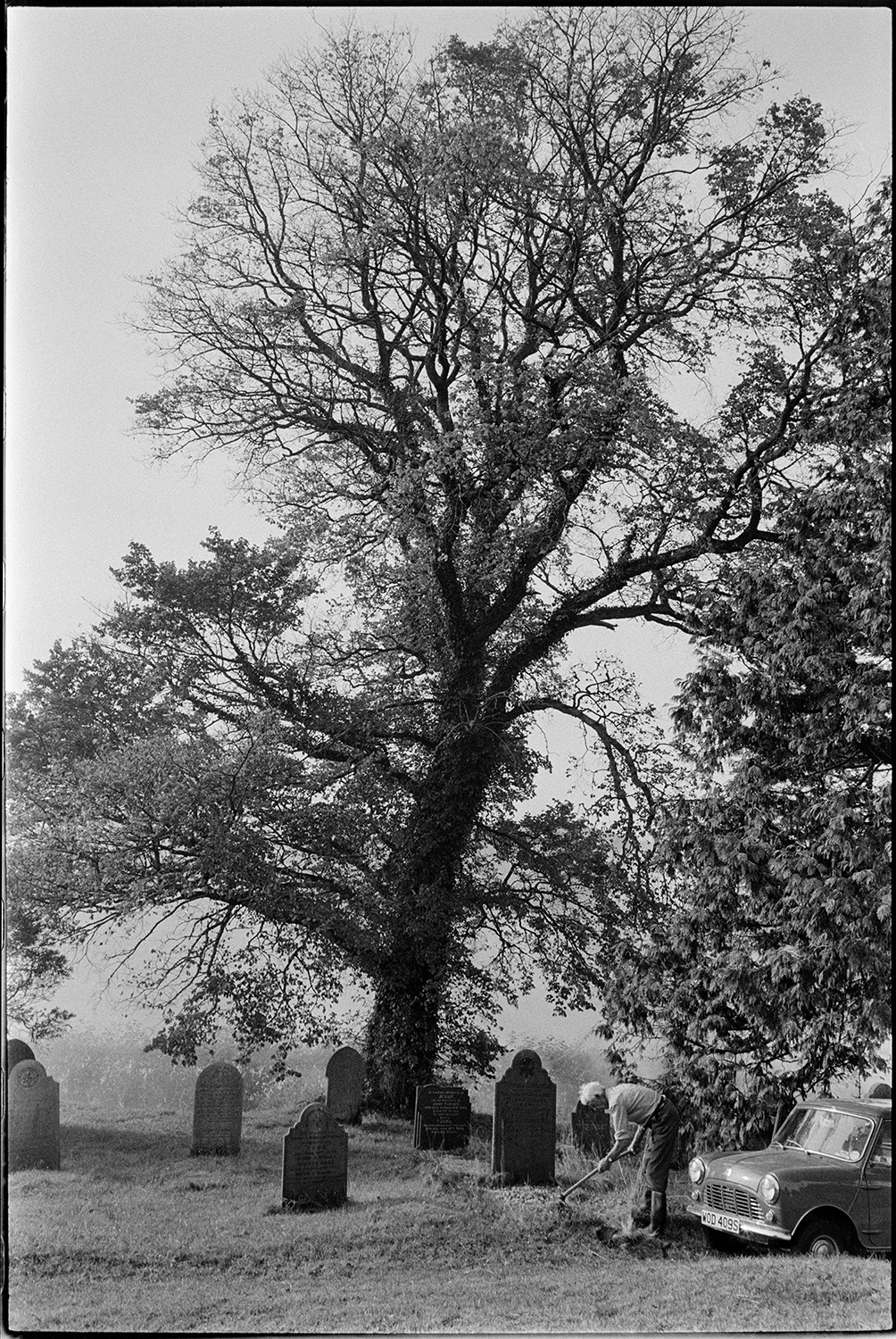 Elm tree in graveyard. 
[A man tending to a grave in Iddesleigh Churchyard. An elm tree can be seen behind the gravestones.]