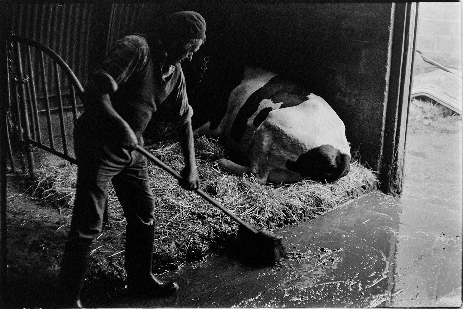 Farmer washing out milking parlour after milking and taking muck out in wheelbarrow. 
[William Medland brushing down the milking parlour at Hallcourt, Petrockstowe with a broom. A cow is laid down on a straw bed in the background.]