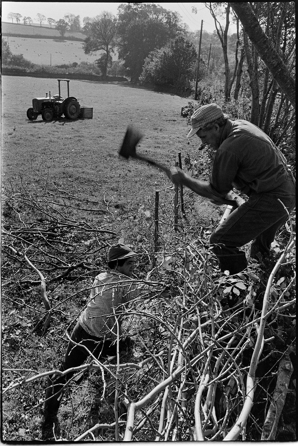 Alf Pugsley and Stephen Squire laying a hedge at Lower Langham, Dolton. Alf Pugsley is knocking in a wooden cruck with an axe, while Stephen squire holds the branches in place. A tractor and link box can be seen in the field in the background.