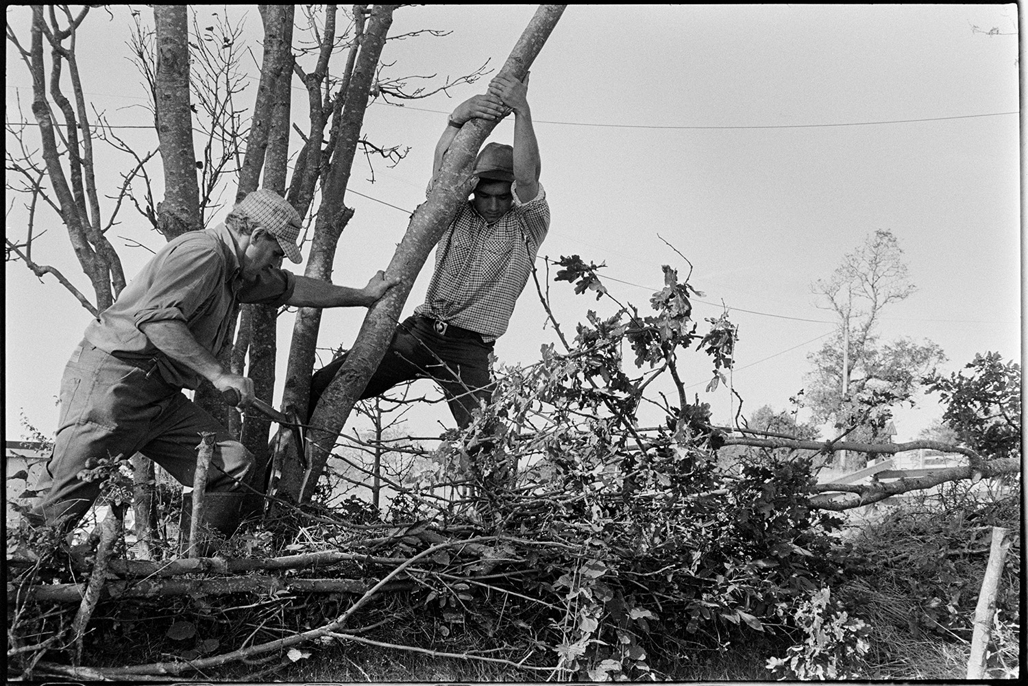 Farmers laying hedge, using wooden crucks to hold it. 
[Alf Pugsley and Stephen Squire laying a hedge at Lower Langham, Dolton.  Alf Pugsley is chopping the branch of a tree with an axe, while Stephen Squire bends the branch.]