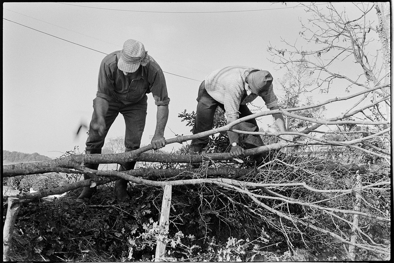 Farmers laying hedge, using wooden crucks to hold it. 
[Alf Pugsley and Stephen Squire laying a hedge at Lower Langham, Dolton.  They are both bending a branch across the hedge.]