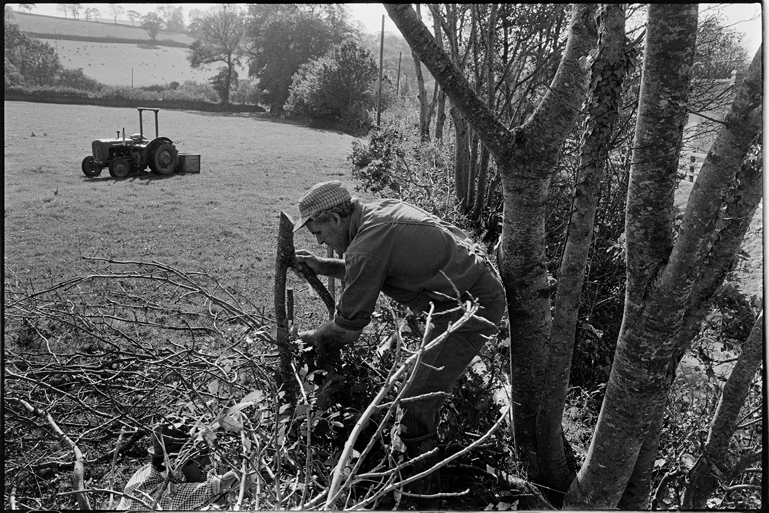 Farmers laying hedge, using wooden crucks to hold it. 
[Alf Pugsley and Stephen Squire hedge laying in a field at Lower Langham, Dolton. Alf Pugsley is stood on the hedge securing a wooden cruck while Stephen Squire is arranging branches underneath. A tractor and link box can be seen in the background.]