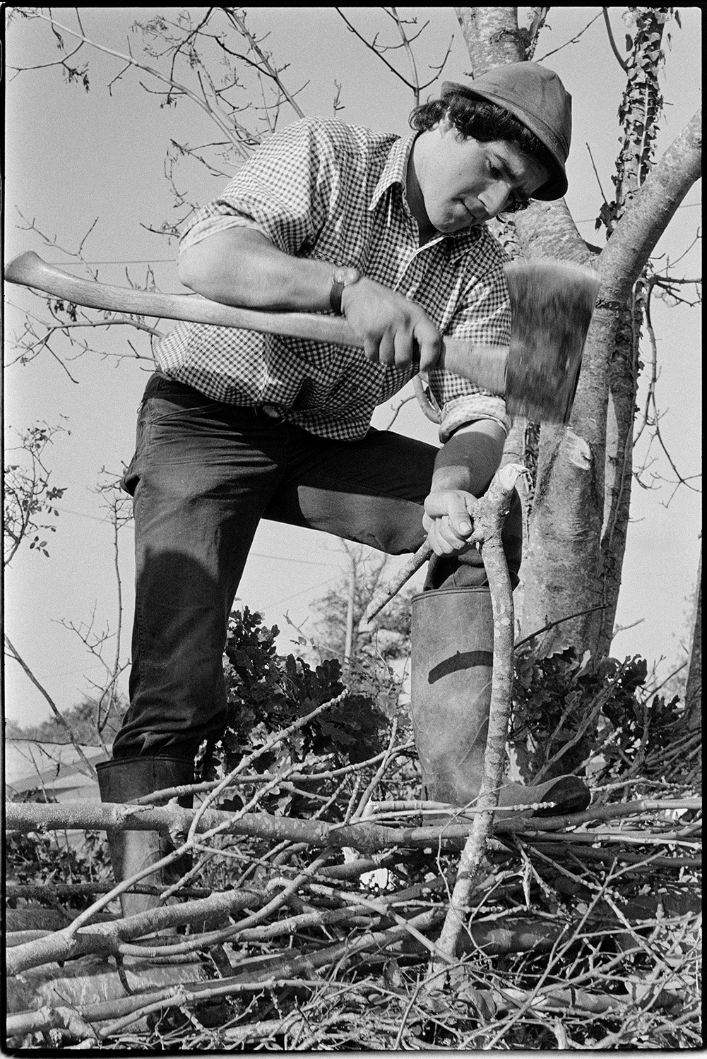 Farmers laying hedge, using chain saw. 
[Stephen Squire hedge laying at Lower Langham, Dolton. He is knocking a wooden cruck over the bent branches with an axe, to hold them in place.]