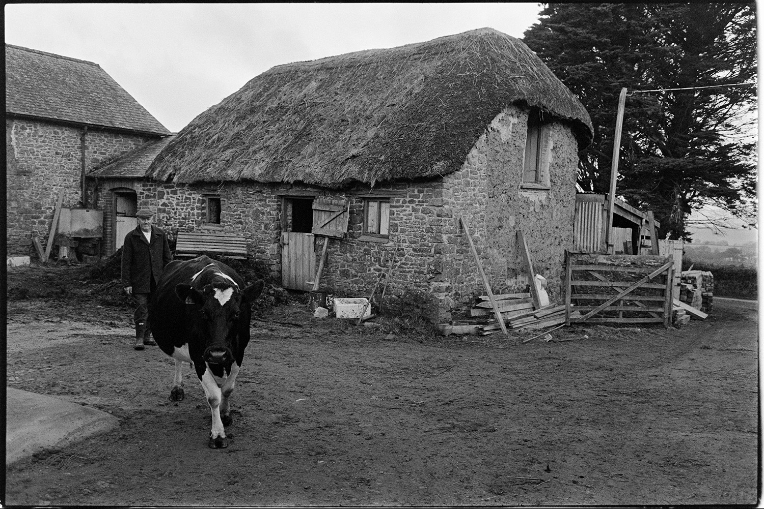 Cows, farm with thatched barn and granary, Devon Reds? 
[Mr Wescott herding a cow through the farmyard at Higher House, Atherington. They are passing a thatch, stone and cob barn with a tallet.]