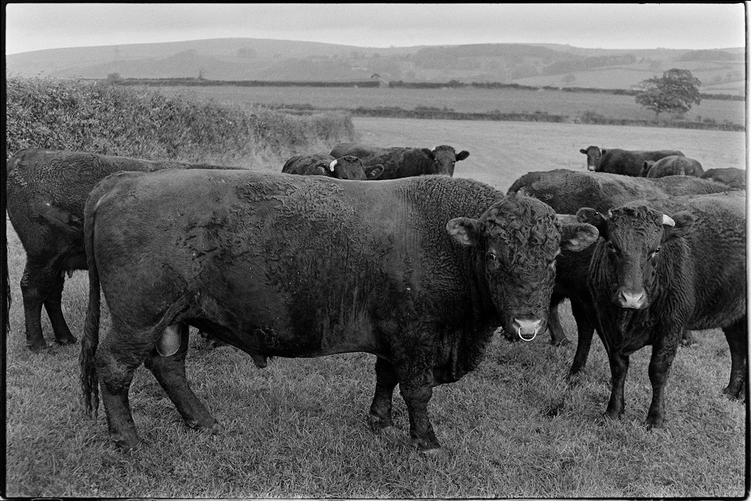 Devon Red cows and bull in field. 
[A herd of Red Devon cows and a bull in a field at Higher House, Atherington.]