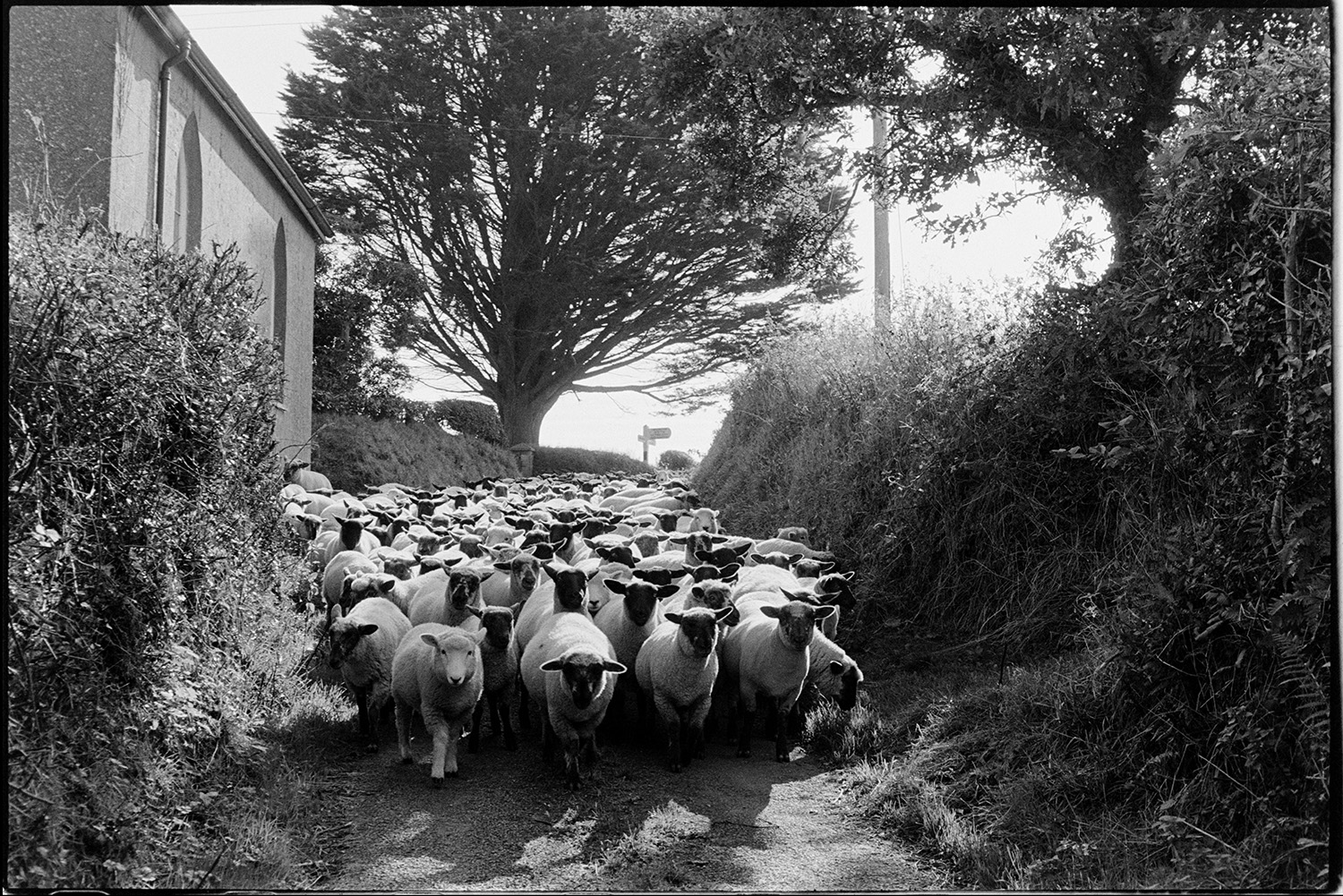 Shepherd taking sheep to new pasture, past old barn, also counting them. 
[A flock of sheep walking along a lane past a chapel at Langham, Dolton, towards new pasture. A signpost can be seen in the background.]