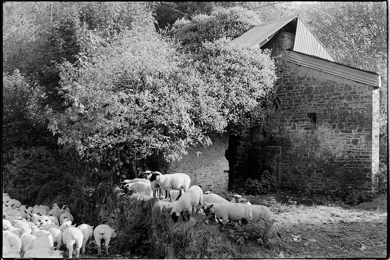 Shepherd taking sheep to new pasture, past old barn, also counting them. 
[A flock of sheep walking along a lane past a barn at Langham, Dolton, towards new pasture. Some of the sheep are walking along the hedgebank.]
