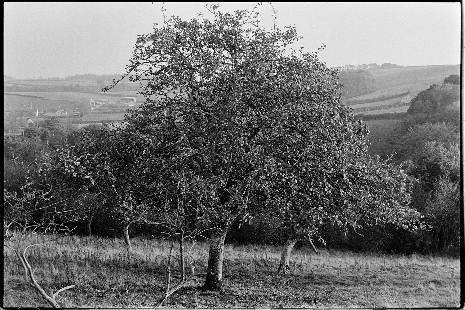 Apple tree with fruit. 
[An apple tree with fruit on it in a field at Bridge Reeve, Chulmleigh.]