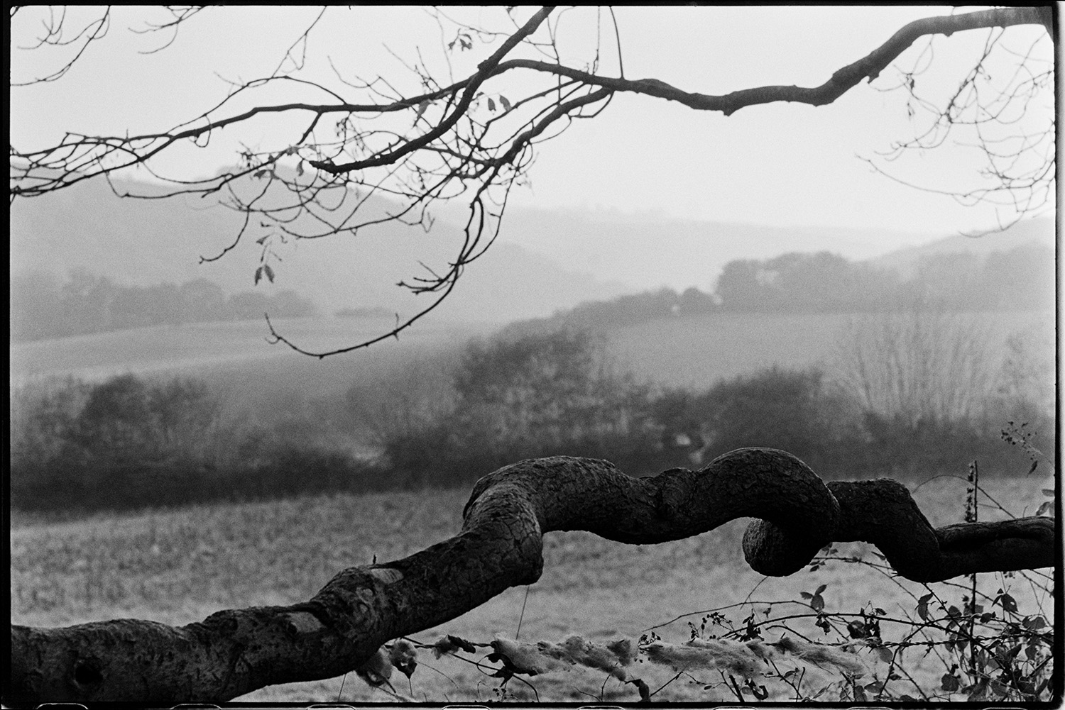 Really boring landscape, trying out new old lens. 
[A landscape of fields, trees and hedgerows near Chulmleigh. A tree branch is in the foreground. This image was taken by James Ravilious to try a new lens.]