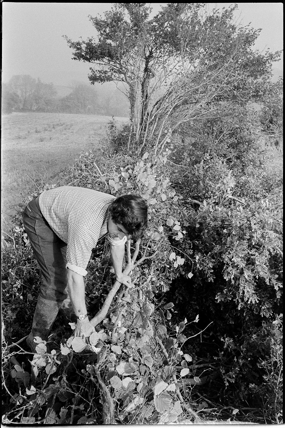 Man cutting and laying hedge. 
[Stephen Squire laying a hedge at Lower Langham, Dolton. He is bending a branch along the hedgerow.]