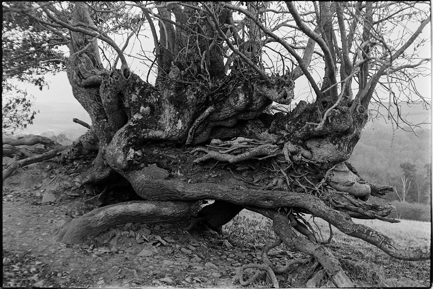 Landscapes with sheep and close up shots of old hedge, lens test. 
[The gnarled roots and branches of a tree in an old hedge at Bridge Reeve, Chulmleigh. This image was taken by James Ravilious to try a new lens.]