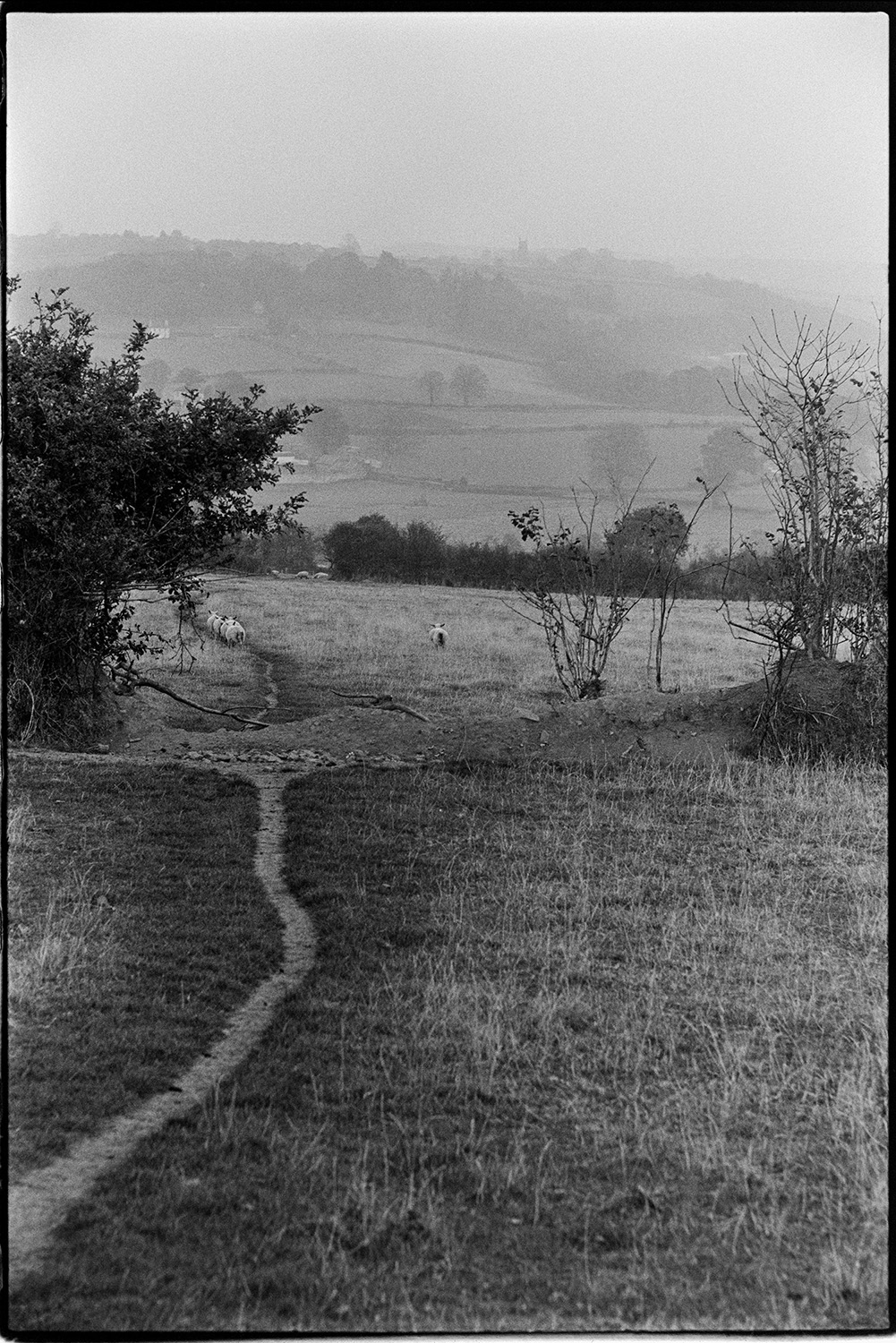 Landscapes with sheep and close up shots of old hedge, lens test. 
[Sheep walking along a worn footpath through a field at Bridge Reeve, Chulmleigh. Fields, trees and hedges can be seen in the background. This image was taken by James Ravilious to try a new lens.]