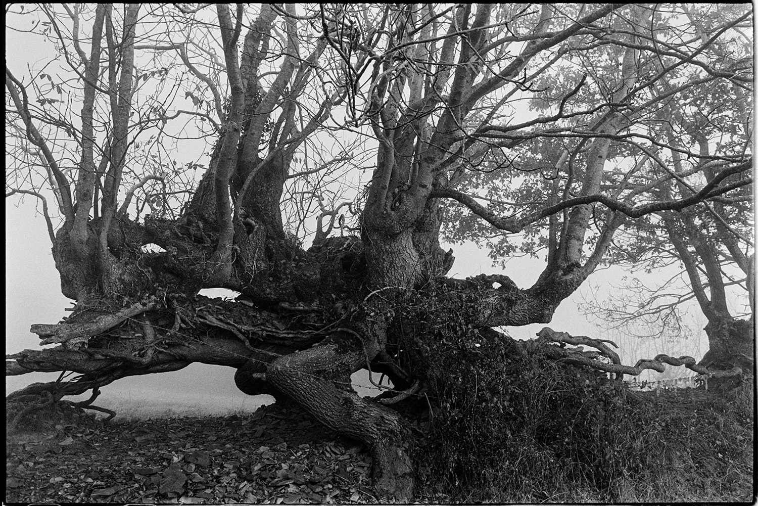 Misty, but very boring views details of old hedge. 
[Gnarled roots and branches of a tree in an old hedgerow near Chulmleigh.]