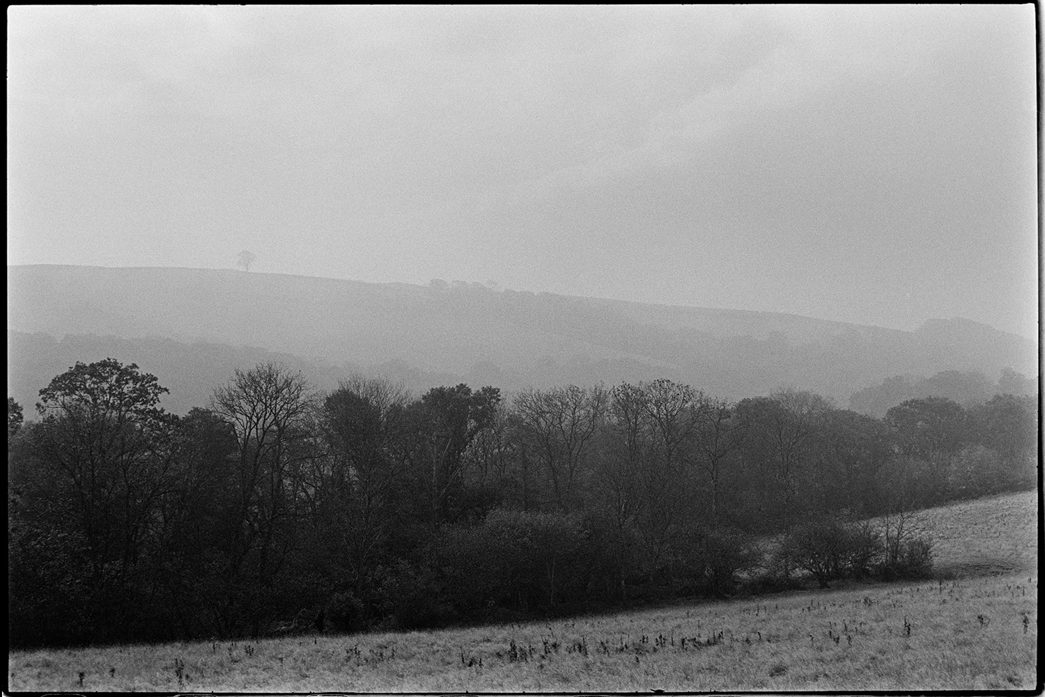 Misty, but very boring views details of old hedge. 
[A misty view of fields and trees near Chulmleigh.]