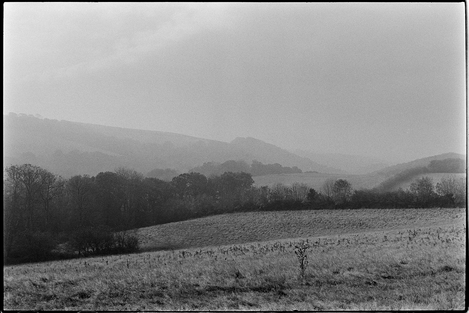 Misty, but very boring views details of old hedge. 
[A misty view of a field, trees and hills near Chulmleigh.]