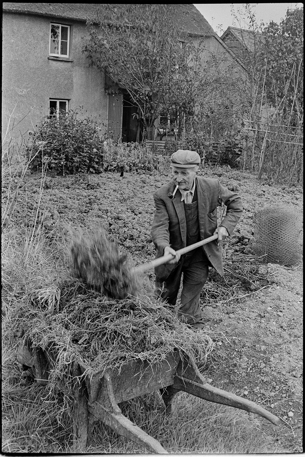 Farmer spreading muck on his garden, wheelbarrow. 
[Gordon Sanders spreading manure from a wheelbarrow onto his garden, using a fork, at Reynards Park, Ashreigney. He is smoking a pipe. The house and a roll of chicken wire can be seen in the background.]