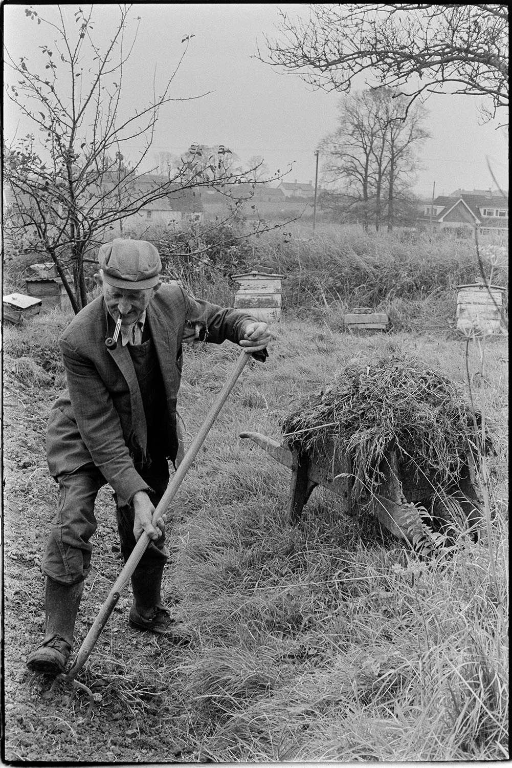Farmer spreading muck on his garden, wheelbarrow. 
[Gordon Sanders spreading manure from a wheelbarrow onto his garden, using a fork, at Reynards Park, Ashreigney. He is smoking a pipe. Beehives are visible in the background.]