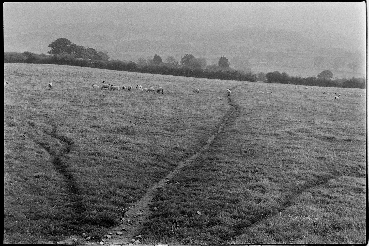 Misty, but very boring views. 
[Sheep grazing in a field with a footpath running through it near Chulmleigh. Trees shrouded in mist can be seen in the background.]