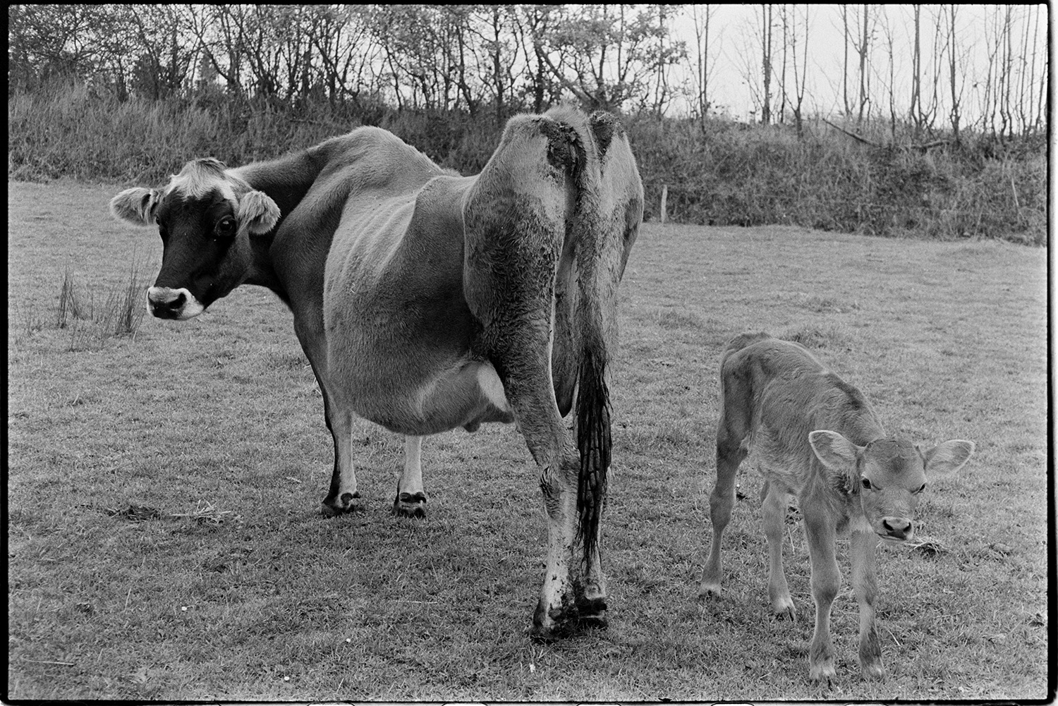 Farmer and his Jersey cows and calf. 
[A jersey cow and calf in a field at Reynards Park, Ashreigney.]