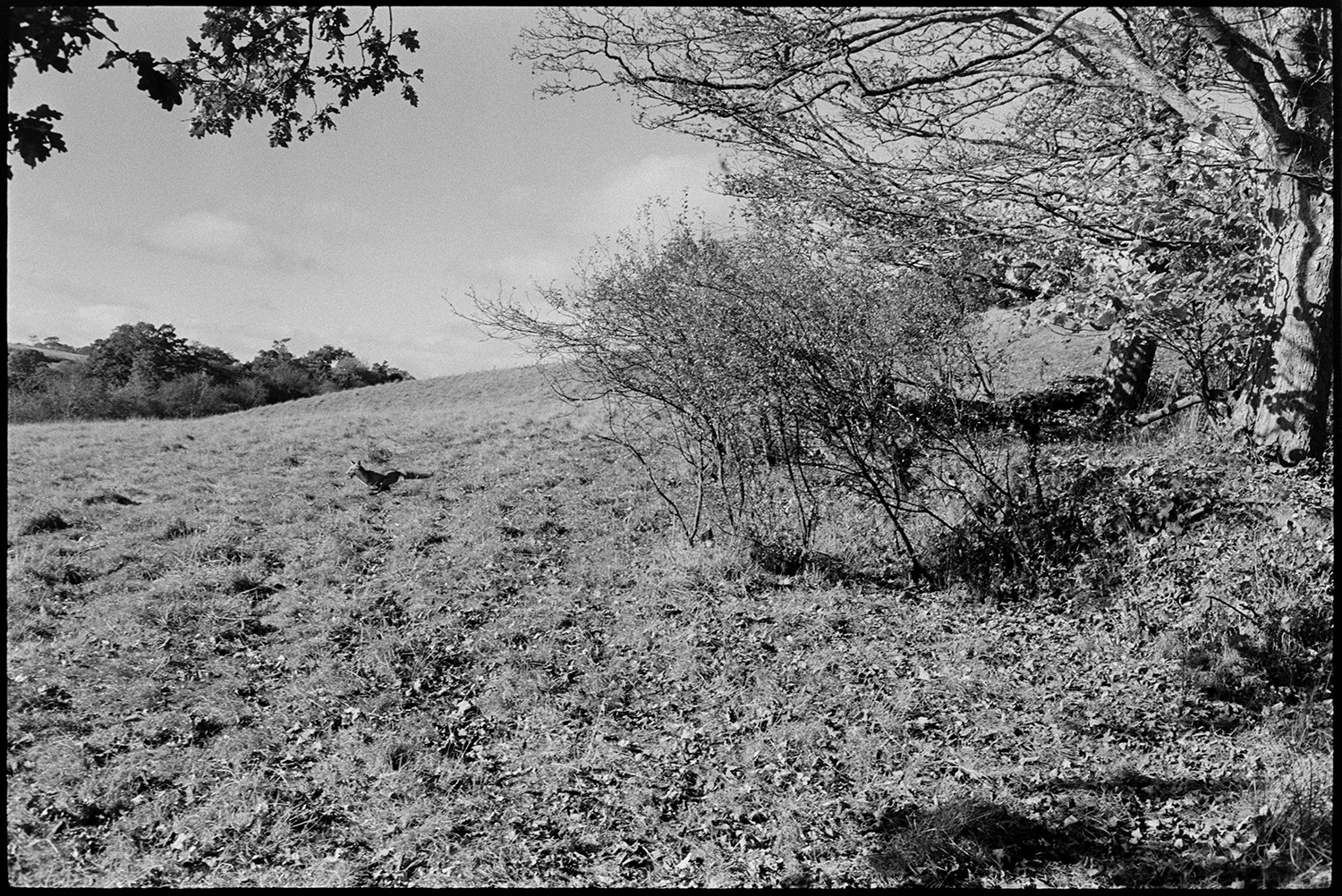Hunt followers. 
[A fox running through a field in Hatherleigh.]