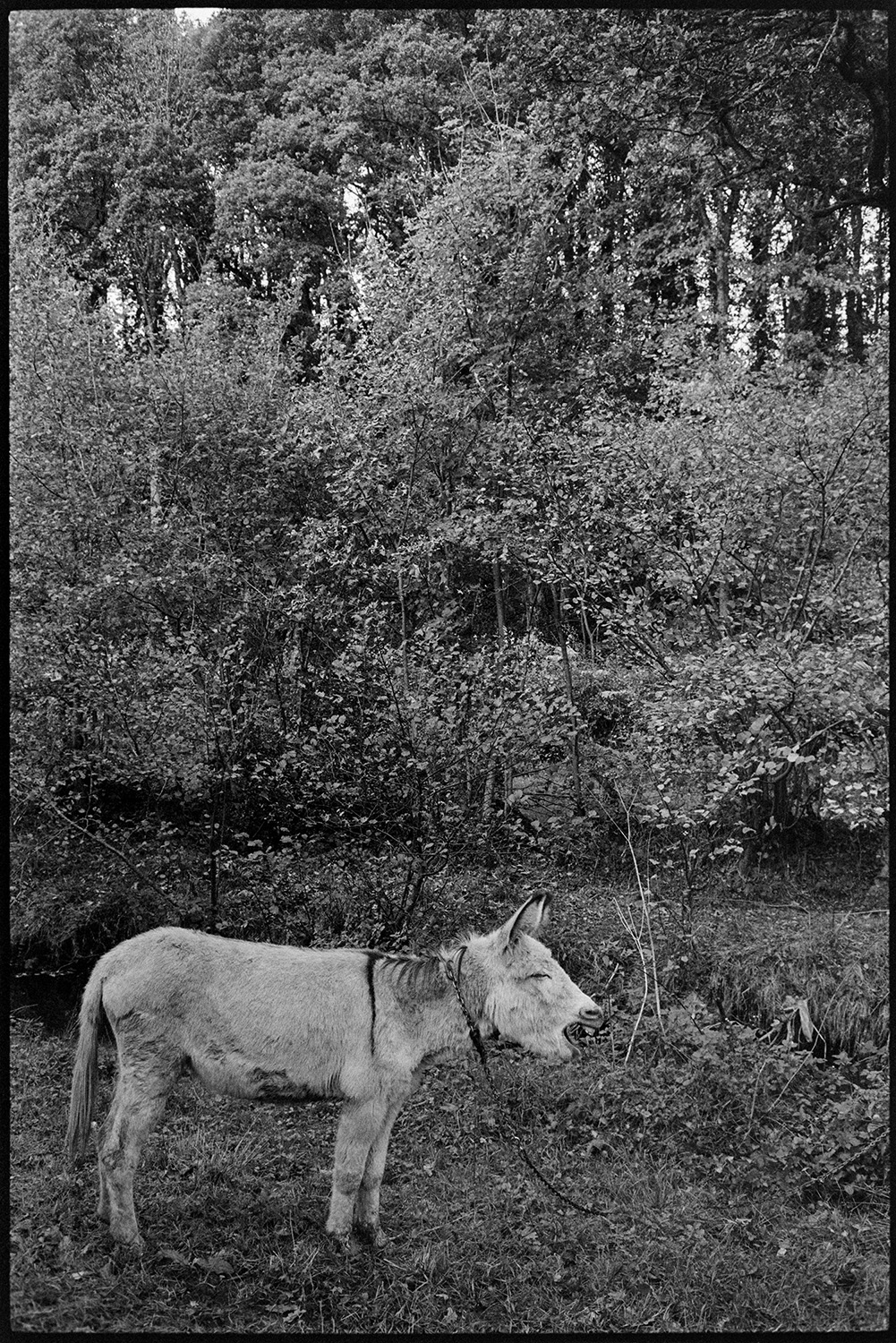 Pig and donkey. 
[A donkey braying in a field surrounded by trees at Dolton.]