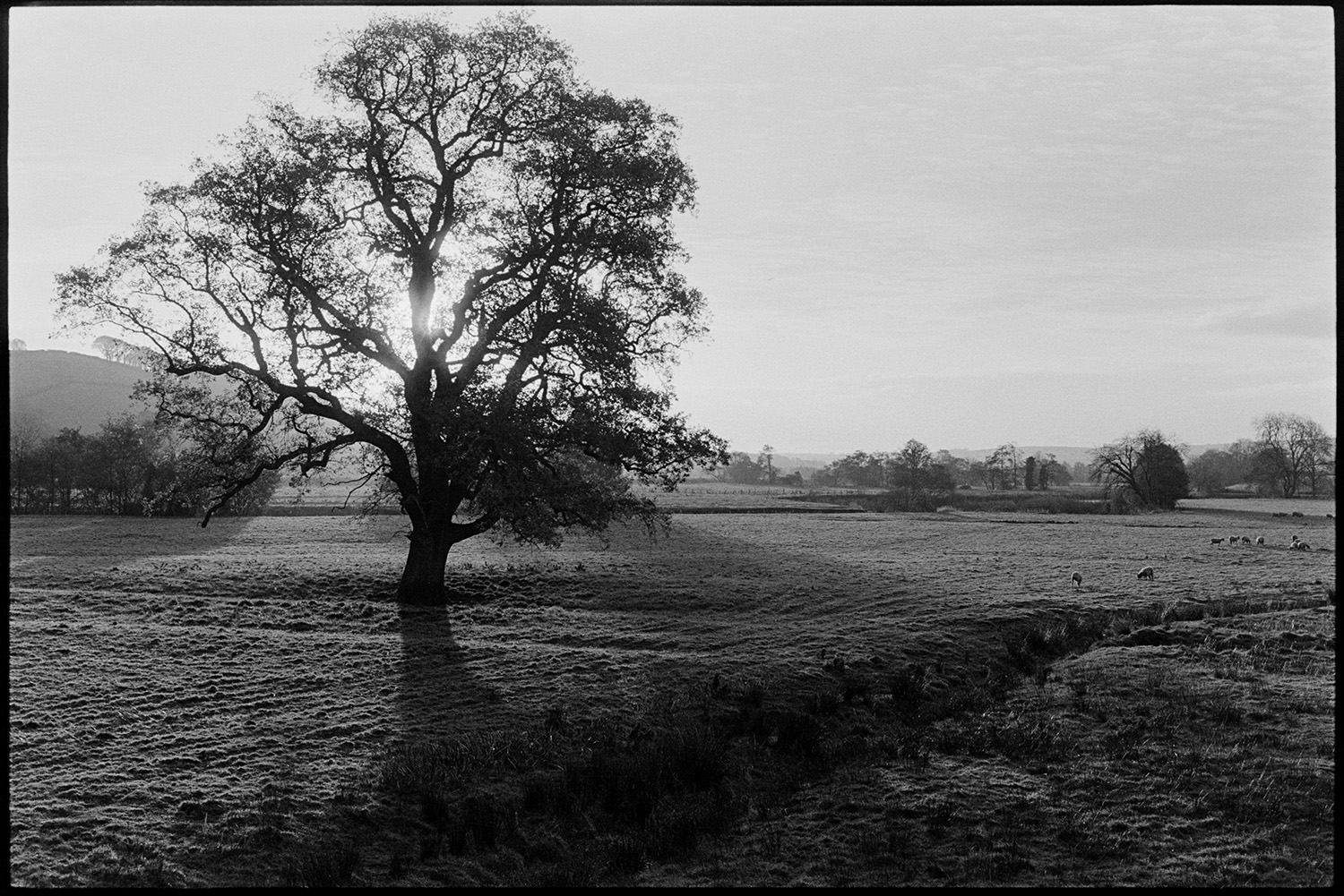 Landscape with large oak tree against the sun. 
[A large oak tree silhouetted in a field at Newbridge, Bishops Tawton. Sheep are visible grazing in the background.]