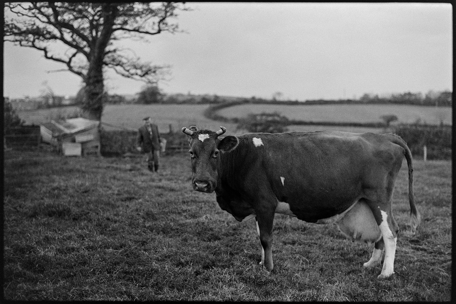 Man taking cow to be milked, milking by hand. 
[A man walking into a field at Hallcourt, Petrockstowe to fetch a cow for milking.]