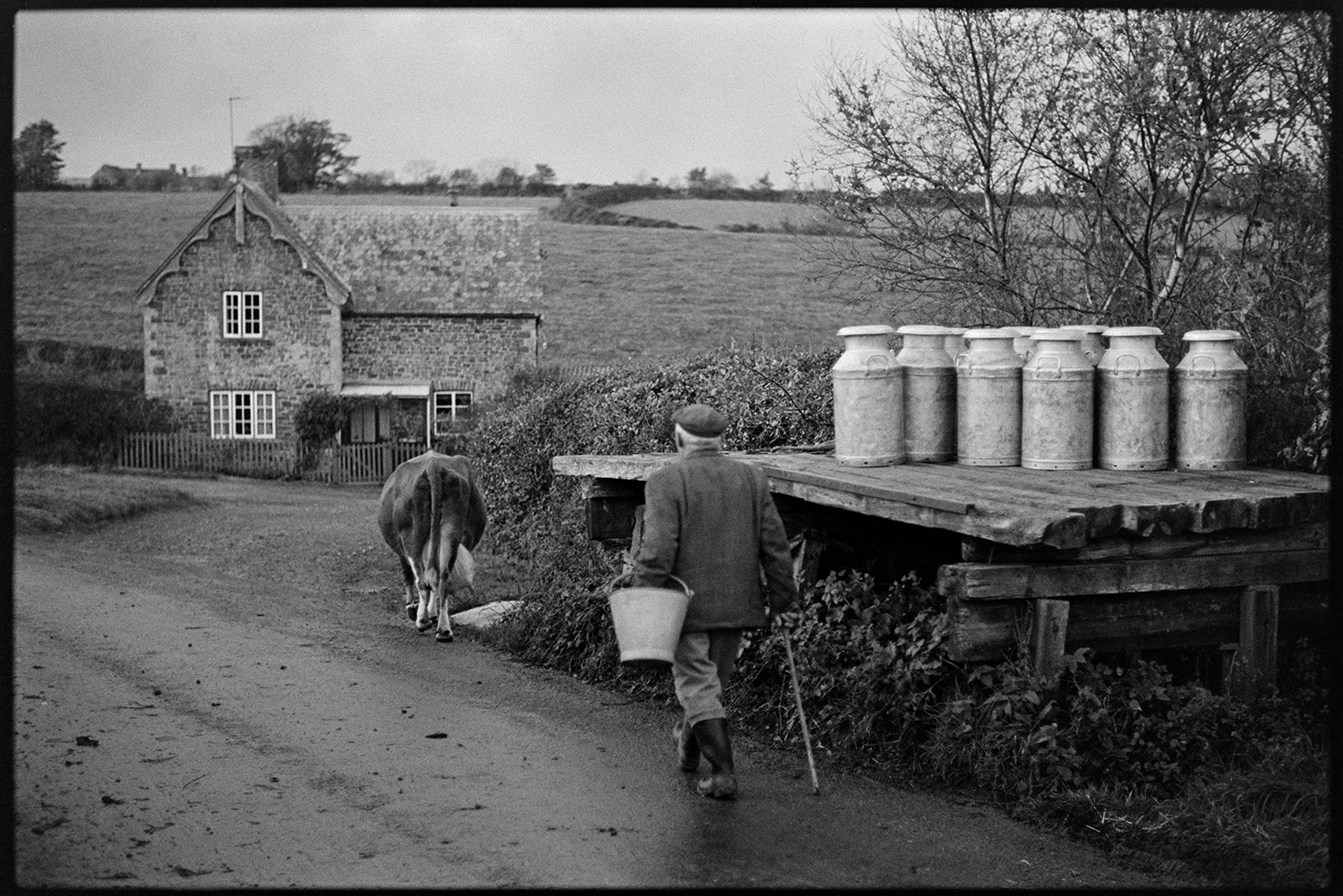 Man taking cow to be milked, milking by hand. 
[A man herding a cow along a road past a wooden milk churn stand with milk churns, at Hallcourt, Petrockstowe, to go to be milked. A house can be seen in the background.]