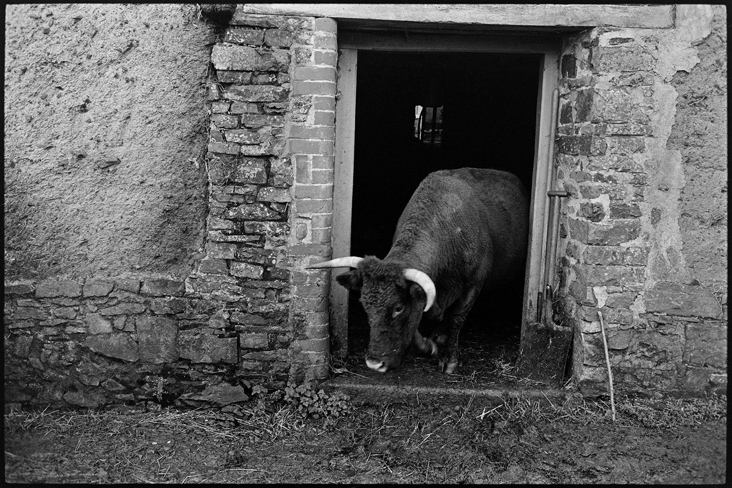 Man taking cows back to fields after milking, Devon Reds. 
[A horned Red Ruby cow coming out of a barn after being milked at Higher House, Atherington.]