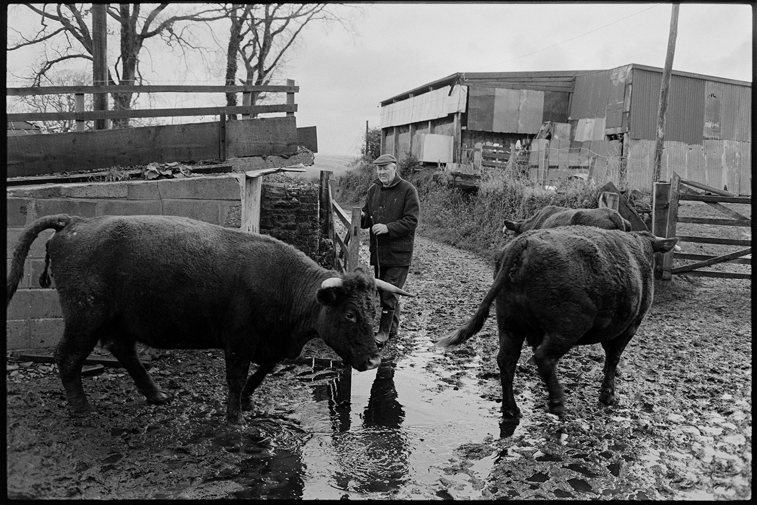 Man taking cows back to fields after milking, Devon Reds. 
[Mr Wescott herding horned Red Ruby cows back to pasture after milking them. He is herding them through the muddy farmyard and past a corrugated iron barn at Higher House, Atherington.]