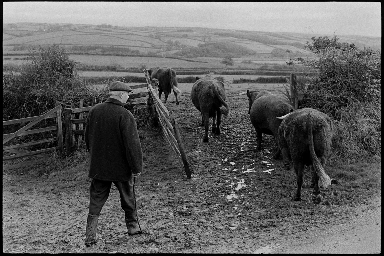 Man taking cows back to fields after milking, Devon Reds. 
[Mr Wescott herding four horned Red Ruby cows into a field at Higher House, Atherington, after milking them.]