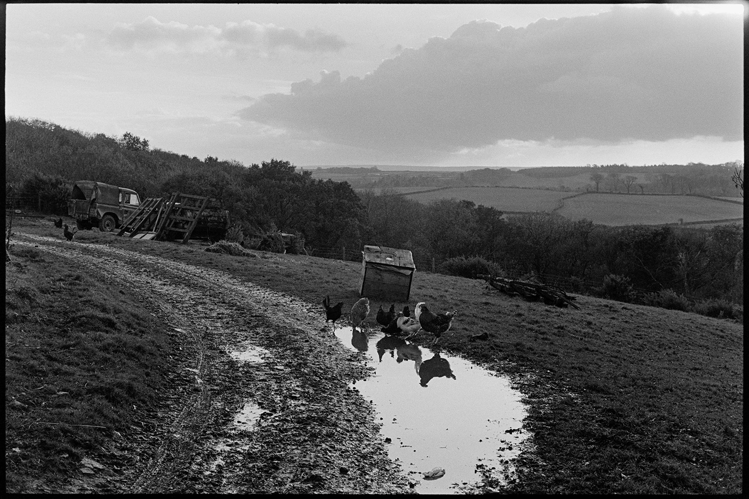 Hunters, horses and followers waiting for a scent, listening for hounds. 
[A group of chickens by a muddy track and a puddle in a field at Halsdon, Dolton. A Land Rover and wooden pallets are visible in the background.]