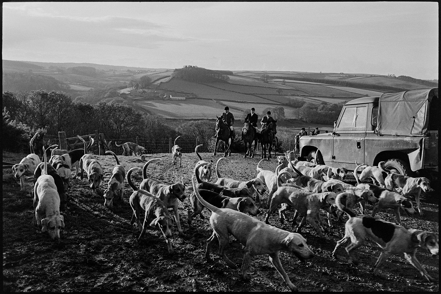 Hunters, horses and followers waiting for a scent, listening for hounds. 
[Huntsmen on horses, and hounds, running through a field and past a Land Rover at Halsdon, Dolton. A hilly landscape of fields, hedges and woodland is visible in the background.]
