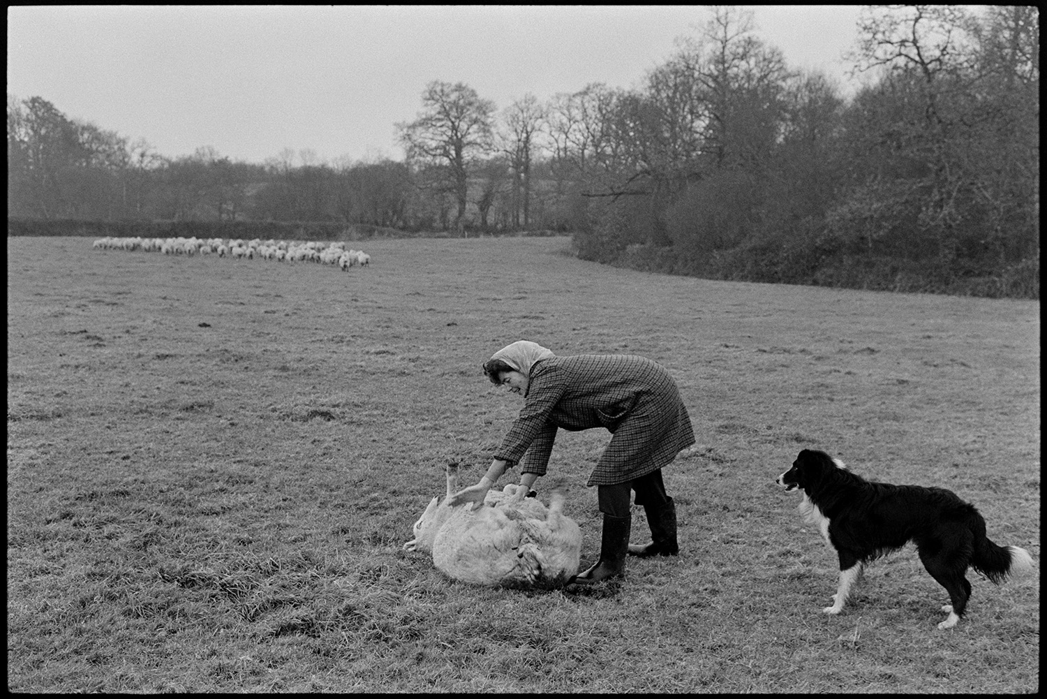 Woman checking sheep, bicycle in field. 
[A woman checking a sheep, possibly turning it over, with a dog in a field in Monkokehampton. Other sheep are visible in the background.]