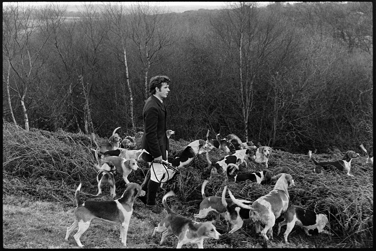 Foot Beagles on moor with followers. 
[A man hunting with Beagles on Hatherleigh Moor. Trees and woodland can be seen in the background.]