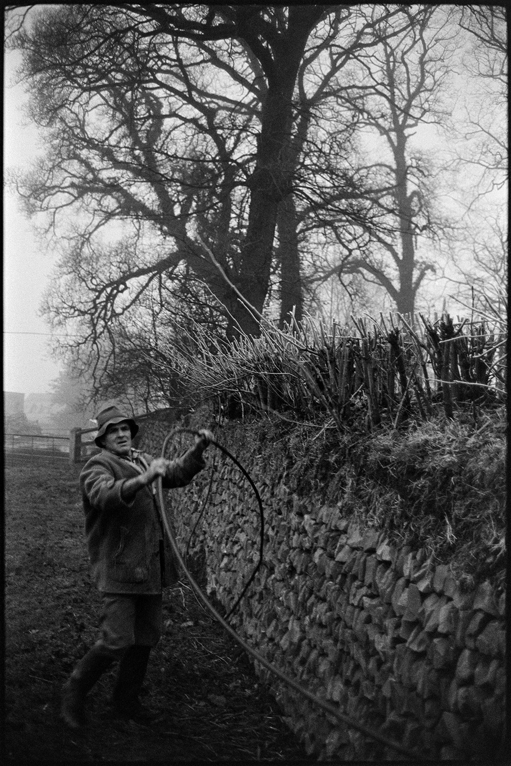 Farmer moving hose beside dry stone wall in front of elm trees. 
[Alf Pugsley moving a hose in front of a dry stone wall in the farmyard at Lower Langham, Dolton. Elm trees can be seen in the background.]