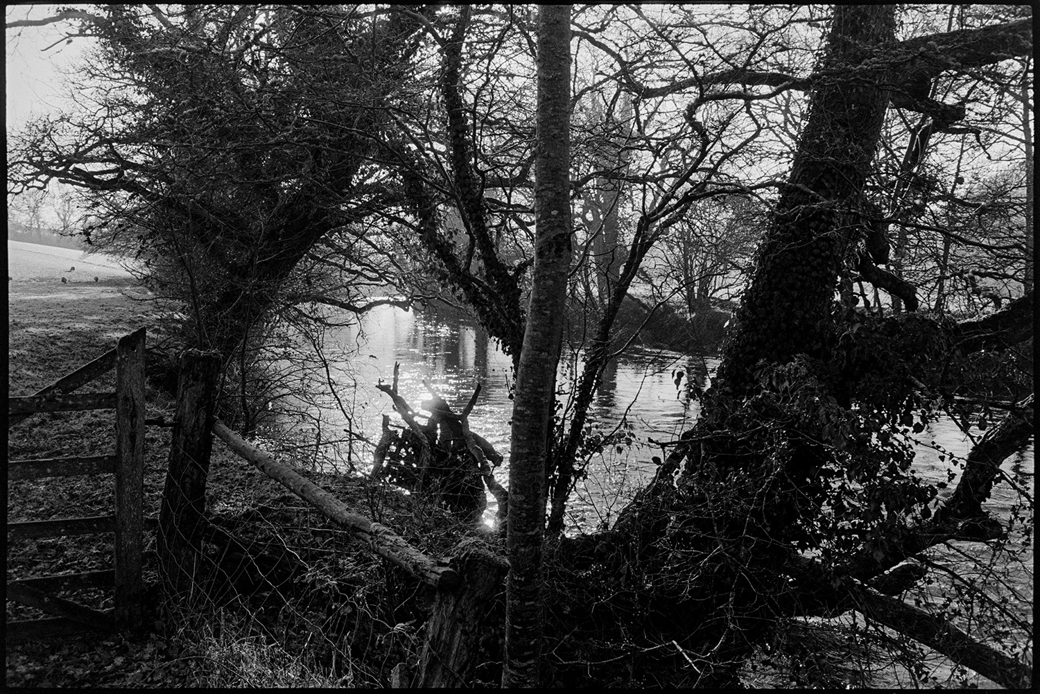 Trees at the edge of the river. 
[Trees along the bank of the River Torridge at Lower Langham, Dolton. A field gate can also be seen in the foreground.]