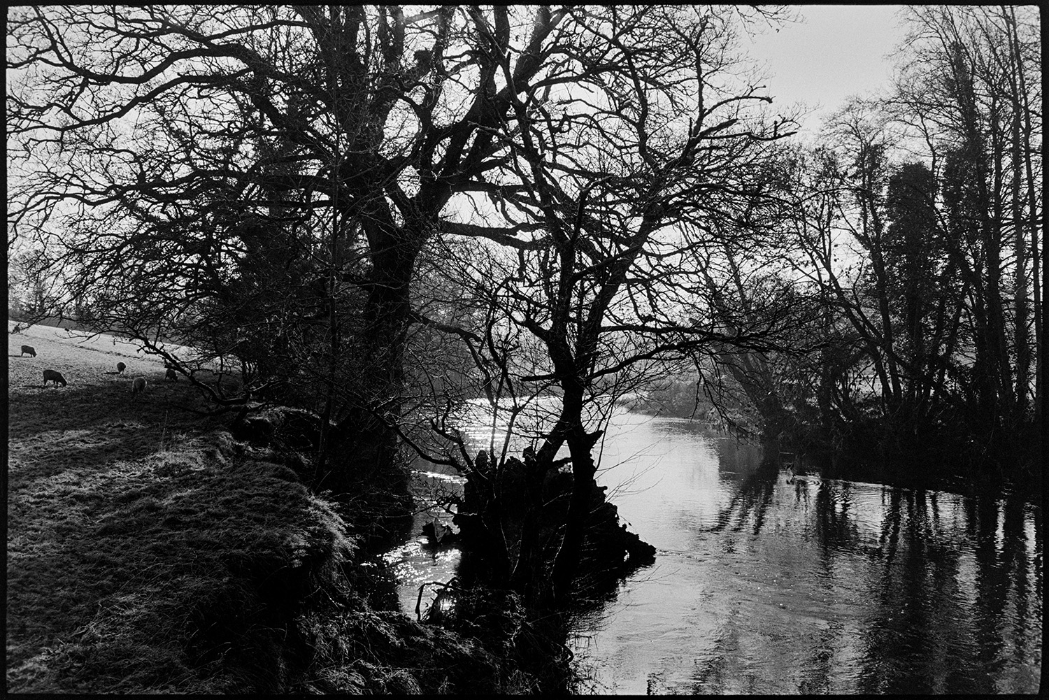 Trees at the edge of the river. 
[Trees on the bank of the River Torridge at Lower Langham, Dolton. Sheep are grazing in the field next to the river.]