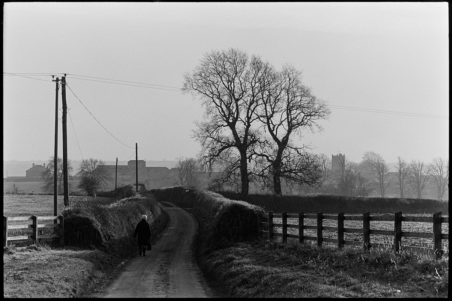 Road, cows in field on freezing day. 
[A woman walking down a road between hedges and fields at Burrington. Two elm trees can be seen in the background and Burrington Church tower is visible in the distance.]